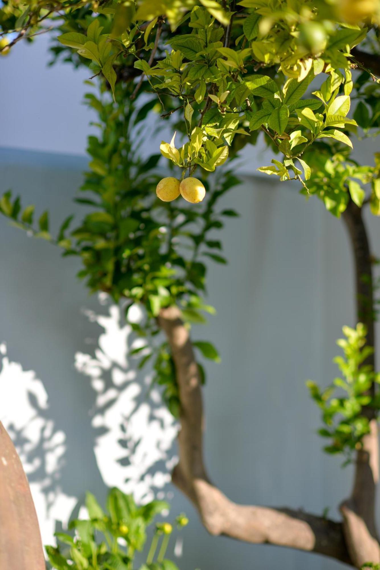 Vila Nova da Baronia The Green House Alentejo מראה חיצוני תמונה